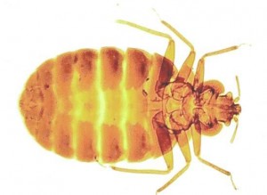 bedbug-0 Bed bugs Kirk Sandall-Pest Control Doncaster