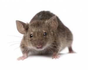 Rodent Control Costs Kirk Sandall Pest Control Kirk Sandall