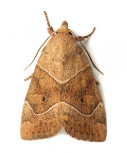 moth-pic moth