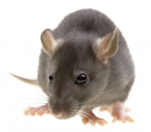 Funny rat isolated on white background rat control-Pest Control Doncaster