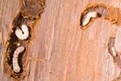 Woodworm Control Ranskill-Pest Control Doncaster Woodworm Control Ranskill