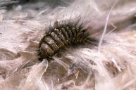carpet-beetle (1)