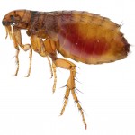 Flea Control Flea Control
