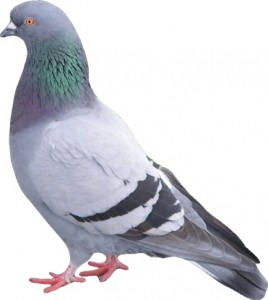 pigeon-proofing pigeon-proofing-Pest Control Doncaster