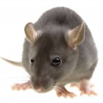 Rodent Control Rodent Control