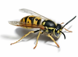 Wasp Wasp-Pest Control Doncaster