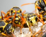 Wasp Nest Removal Wasp Nest Removal