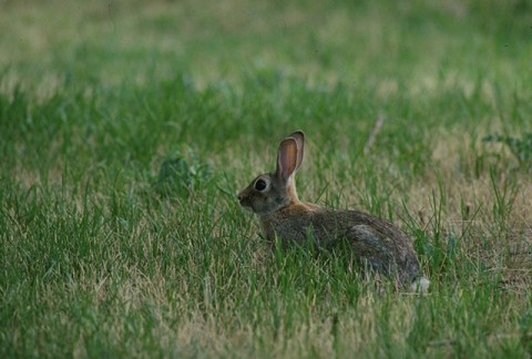 Rabbit Control Rotherham-Pest Control Doncaster Rabbit Control Rotherham
