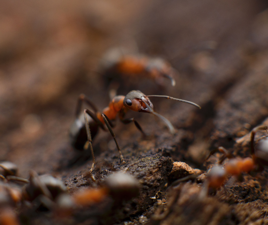 Pharaoh ants