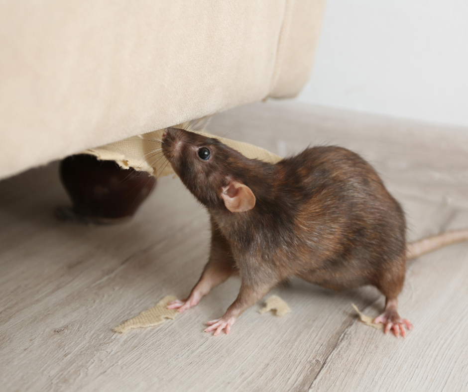 Rat Control Doncaster