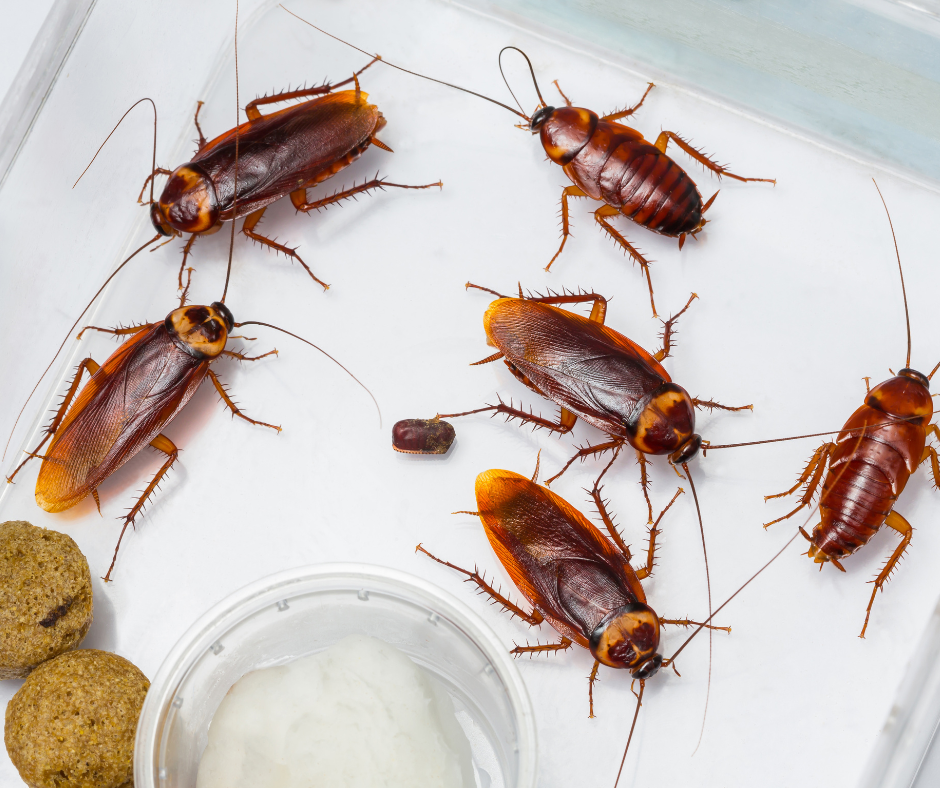 cockroach control doncaster