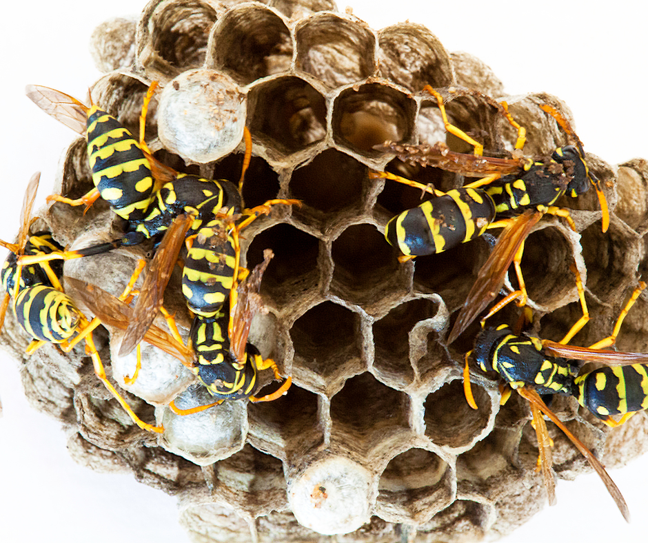 wasp nest removal doncaster