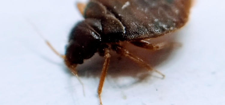 What-Are-Bedbugs-in-doncaster