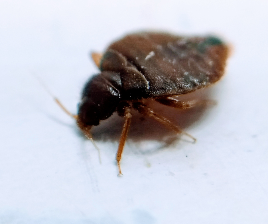 What-Are-Bedbugs-in-doncaster