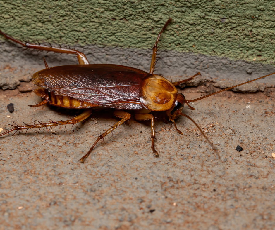 Cockroach Control Doncaster