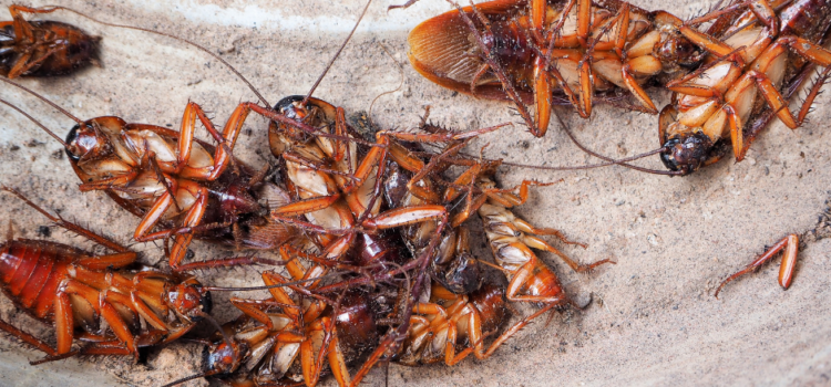 Cockroach Control for Restaurants in Doncaster