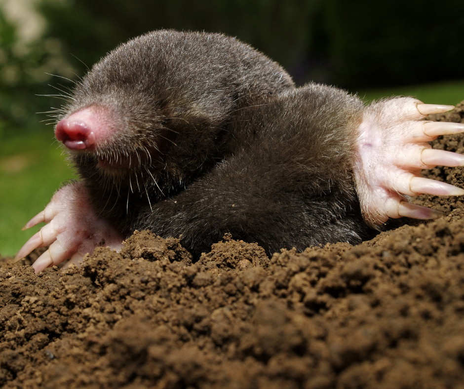 Garden Mole Control Doncaster