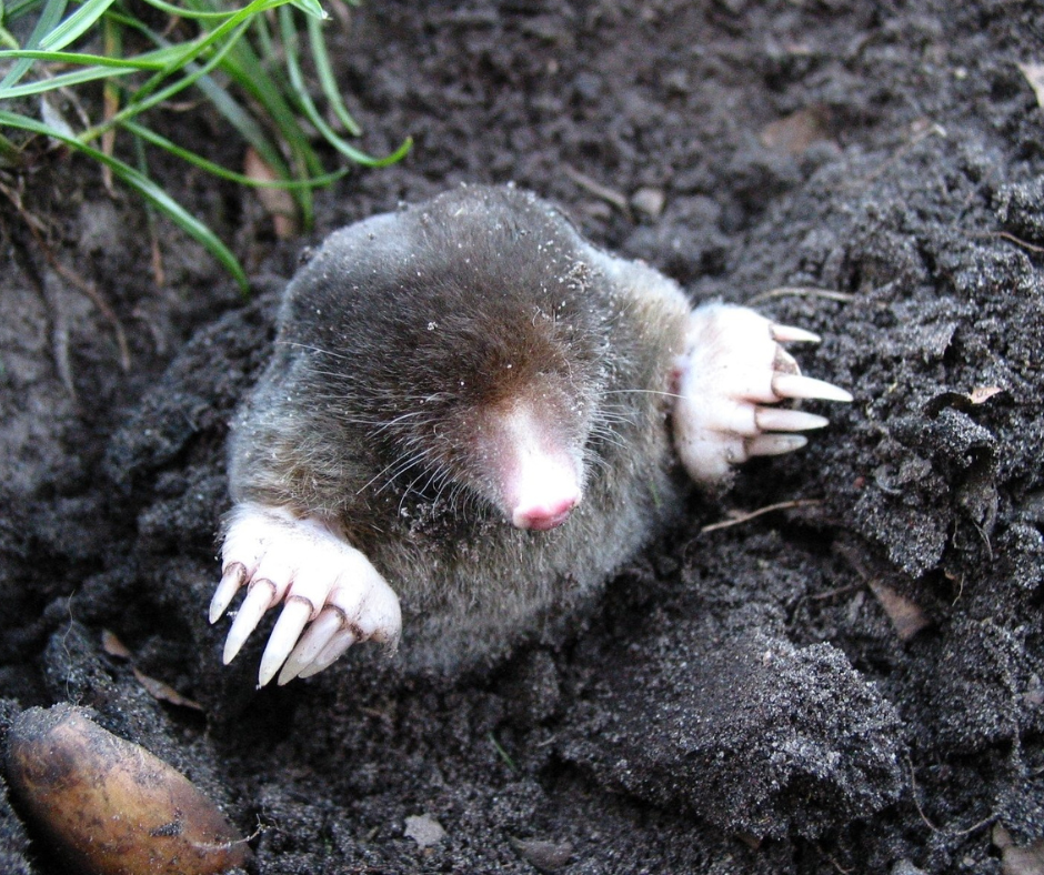 Garden Mole Control Doncaster