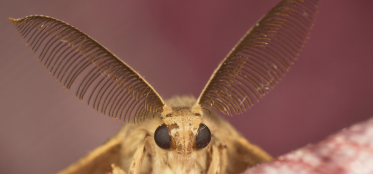 Moth Control Doncaster