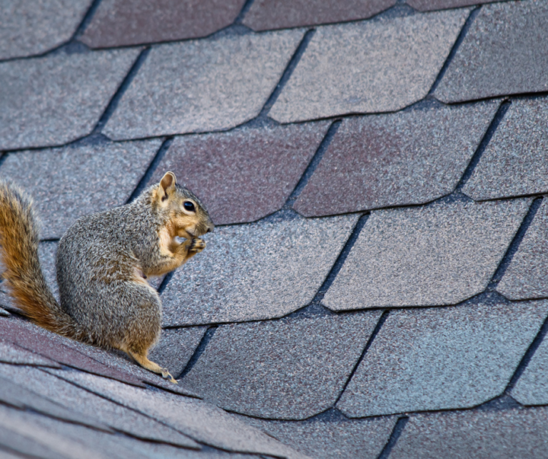 Understanding Squirrel Behavior Don Valley Pest Management 🏠