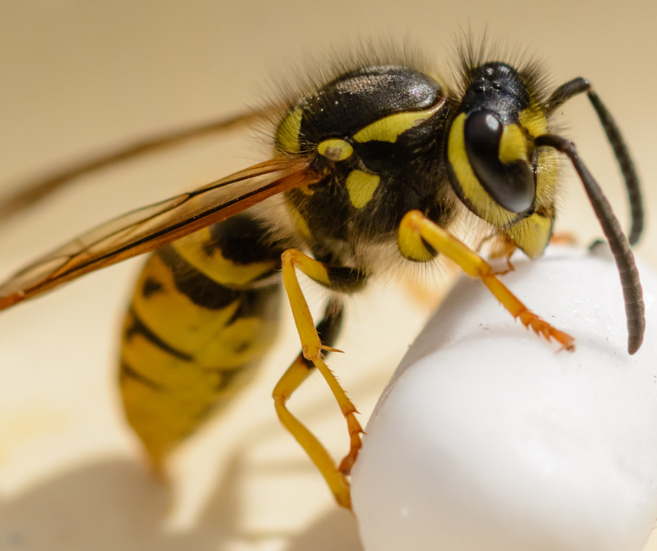 Emergency Wasp Nest Removal Castleford