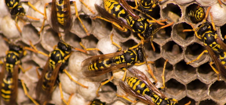How much does it cost for Wasp Nest Removal in Castleford