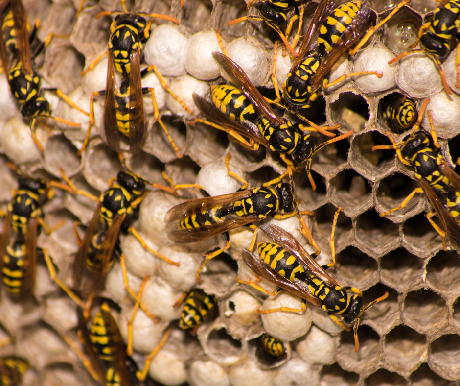 How much does it cost for Wasp Nest Removal in Castleford