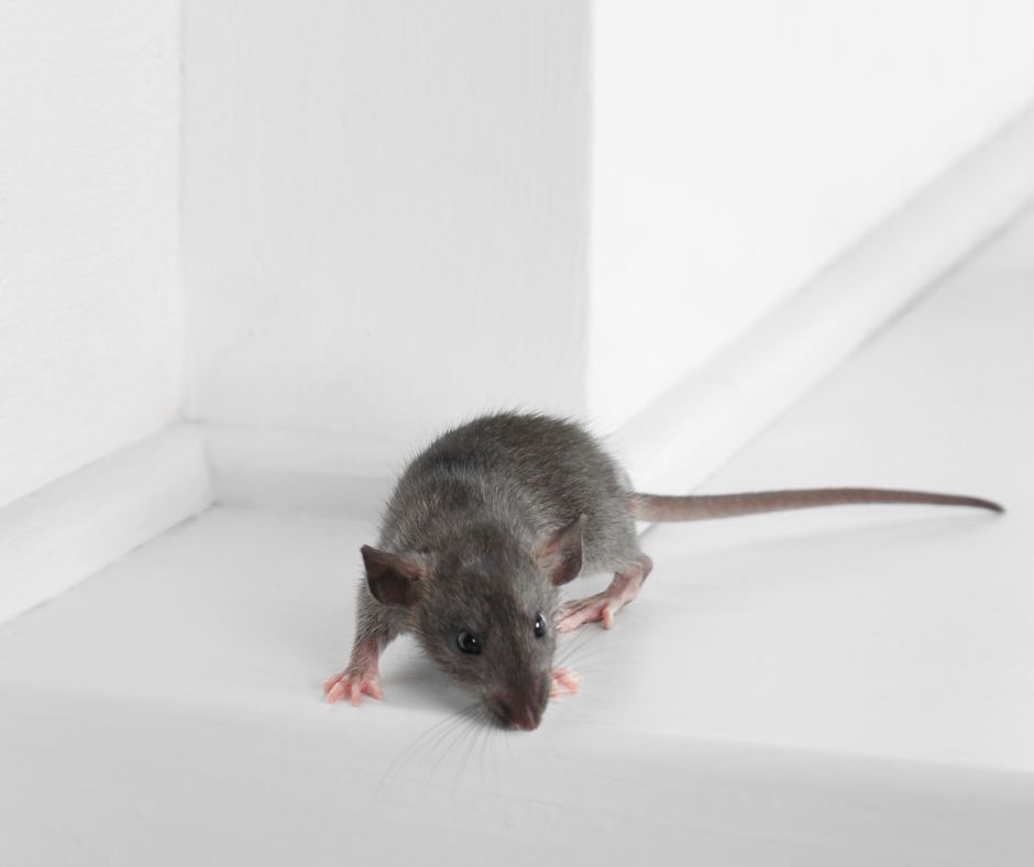 Reliable Pest Control Company in Doncaster