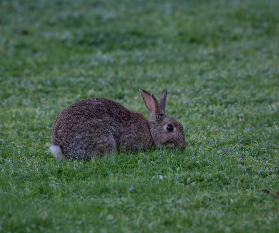 rabbit control Doncaster