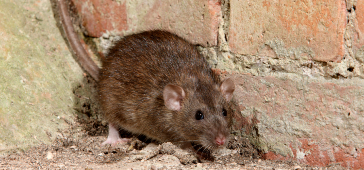 How do you get rid of a Rat Infestation in Barnsley