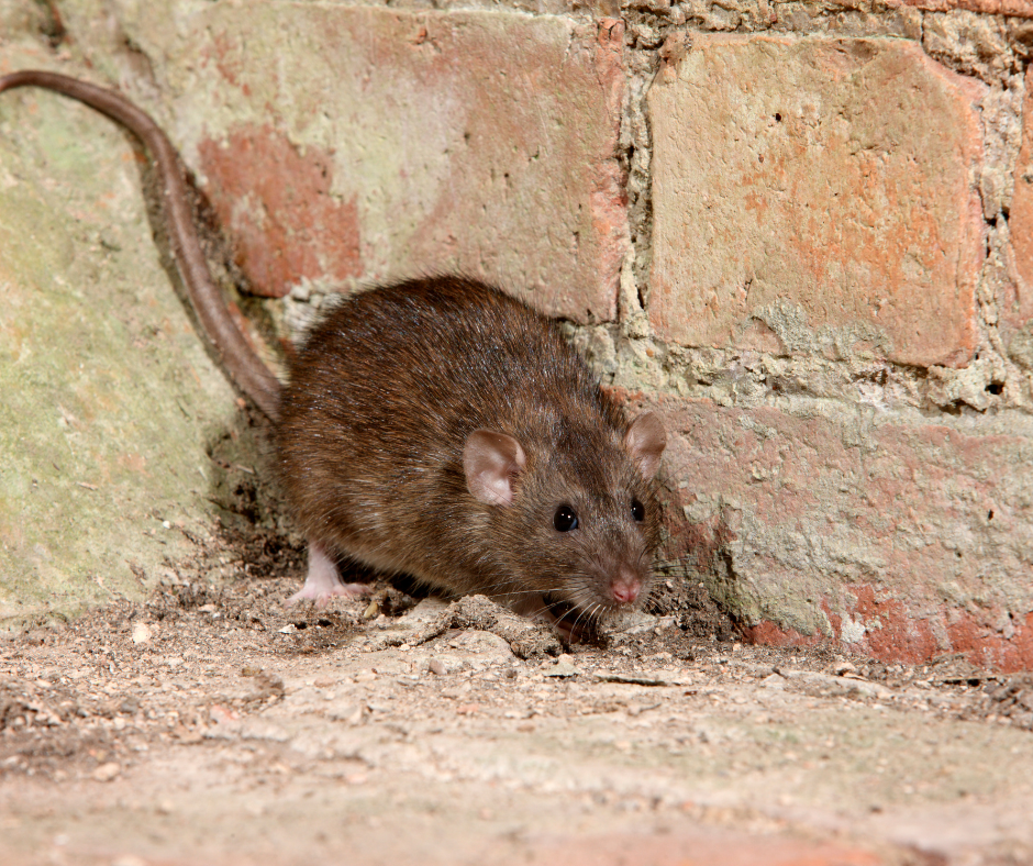 How do you get rid of a Rat Infestation in Barnsley