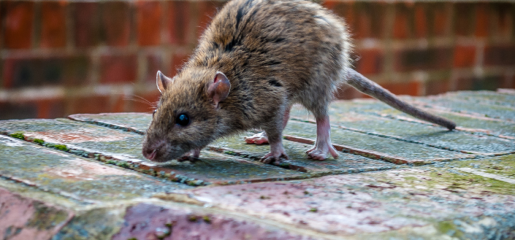 How do you get rid of a Rat Infestation in Castleford