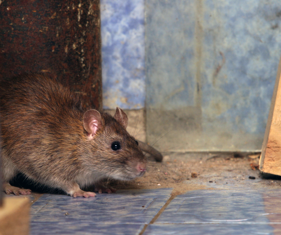 rat control Doncaster